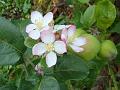2011-1109_1240_Apple_Blossom_14,6C